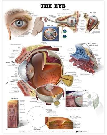 Plastic Human Eye Chart for Hospital, Office, School