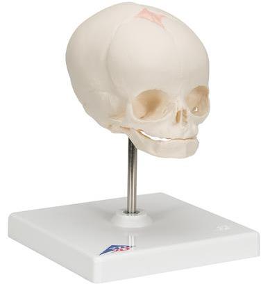 Human Fetal Skull Model, Color : White