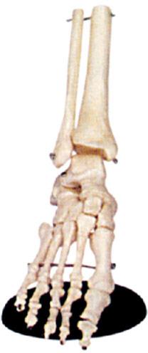 Human Foot Joint Model