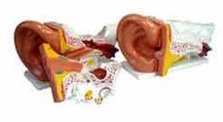 Pvc Human Giant Ear Model, for Hospital, Laboratory, Medical Collage, Size : Life size