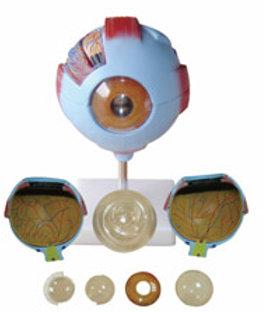 Color Coated PVC Human Giant Eye Model, for Biological Lab, Educational, Laboratory, Medical, Feature : Excellent Finish