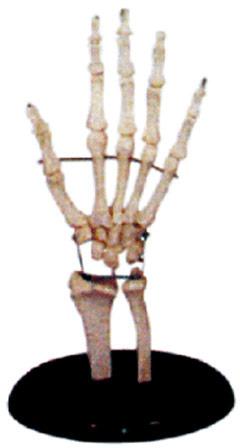Human Hand Joint Model