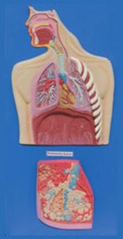 human respiratory system model