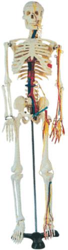 Human Skeleton Model with Nerves and Blood Vessels