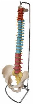 Human Vertebral Column with Pelvis Model, for Educational Use, Color : Multicolor