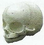 Infant Skull Model, Color : White