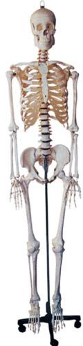 Life Size Human Skeleton With Stand, Color : White