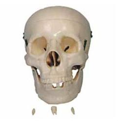 Life Size Human Skull Model, Color : White