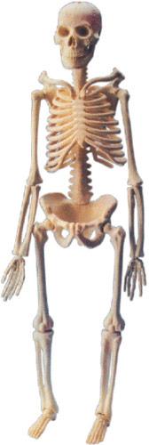 Polished Bone Inlaid Mini Human Skeleton Model, for Educational Use, Color : White