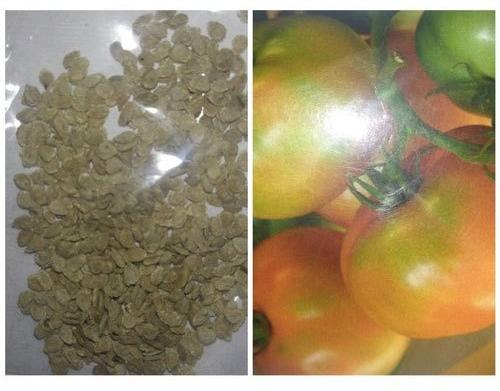 Organic Tomato Seeds, Packaging Size : 10 gm