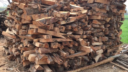 Eucalyptus Firewood, Length : 25-30cm