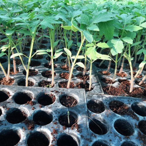 Tomato Seedlings, for Planting, Packaging Type : Box