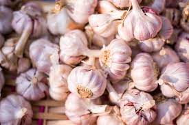 Organic Garlic, for Cooking, Style : Dried, Wet