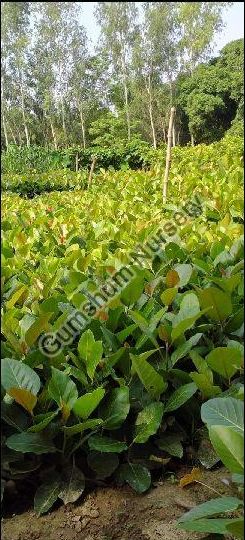 Bargad Plant, Color : Green