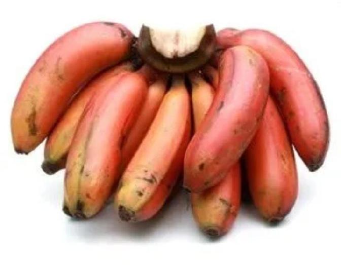 Organic Fresh Red Banana, Shelf Life : 1week