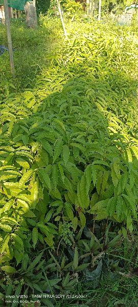 Custard apple fruit plants