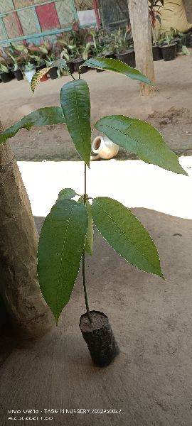 Assam variety Natural Seedlings mango plants, for Food Medicine, Packaging Type : Plastic Packet