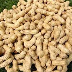 HPS Shelled Groundnuts, Certification : ISO 9001:2008 Certified