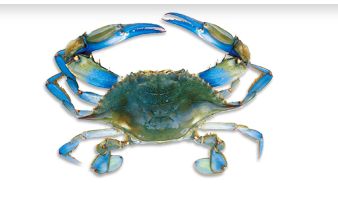 Blue Crab, Style : Fresh