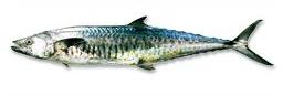 Fresh Seerfish, Feature : High In Protein