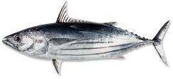 Skipjack Tuna Fish, for Cooking, Food, Human Consumption, Style : Fresh