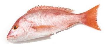 Snapper Fish, for Cooking, Food, Human Consumption, Style : Fresh