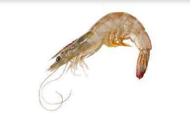 Skinless Whiteleg Shrimp, Packaging Type : Vaccum Packed