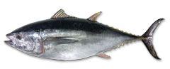 Yellowfin Fish