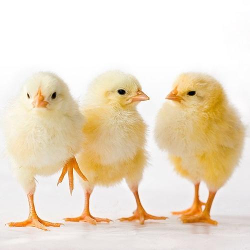 Broiler Chicks, for Farming, Feature : Disease-free