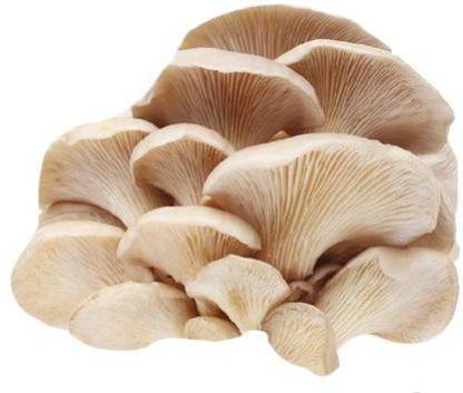 Organic Oyster Mushroom, for Cooking, Style : Natural