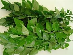 Organic Curry Leave, for Cooking, Specialities : Good Quality