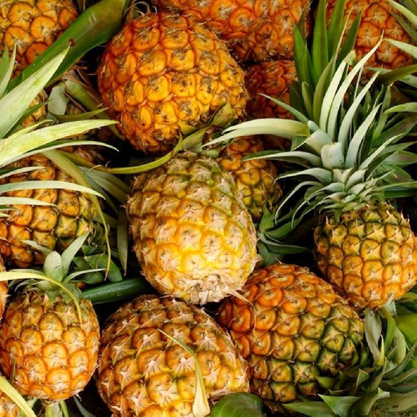 Fresh Pineapple, for Human Constitution, Packaging Type : Carton Box