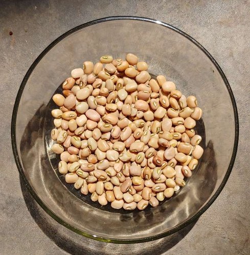 Lobia seeds, Packaging Size : 50 Kg
