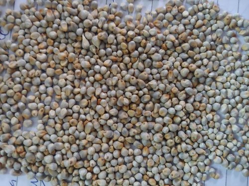 Organic Bajra, for High in Protein, Packaging Size : 50 Kg