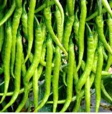 Natural Green Chili, for Fast Food Corners, Home, Hotel, Restaurants, Feature : Good In Taste, Hygienic