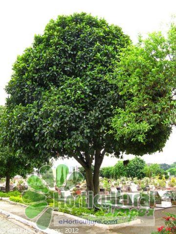 Artocarpus Heterophyllus Seeds at Best Price in Dehradun ...