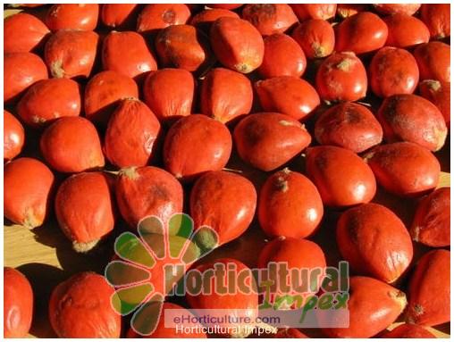 Cycas Revoluta Seeds At Best Price In Dehradun Horticultural Impex