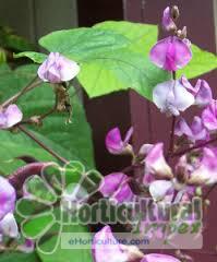 Dolichos Biflorus Seeds