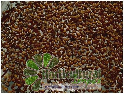 Morus Alba Seeds at Best Price in Dehradun | Horticultural Impex