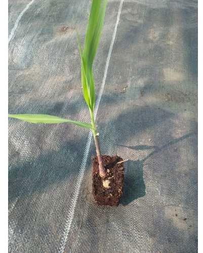 Sugarcane Seedling
