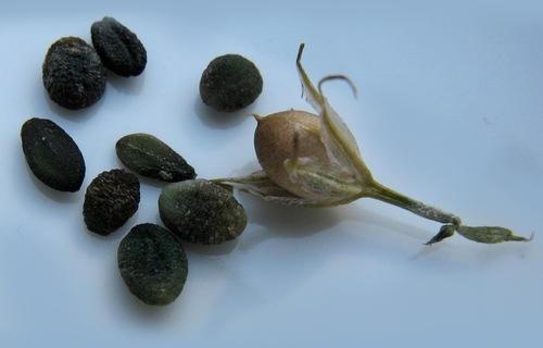 Phlox Seeds