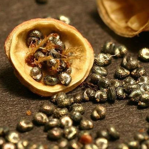 Portulaca Seeds