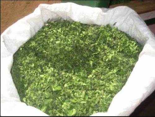 Green Moringa Dried Leaves, Packaging Type : PP Bag