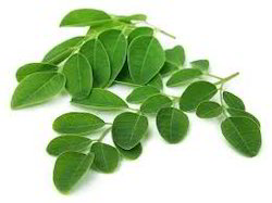 moringa oleifera leaves