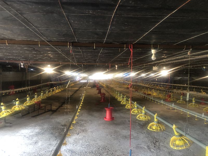 Automatic Feeding Sysytem