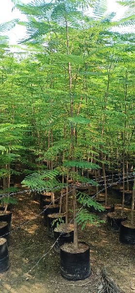 Amaltas Plants