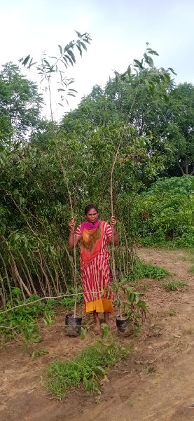 Cassia Siamea Plants