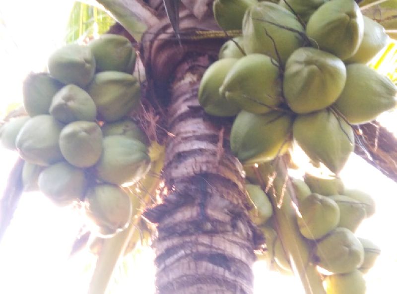 tender-coconut-inr-17inr-27-piece-by-world-wing-exports-from