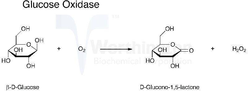 Glucose Oxidase