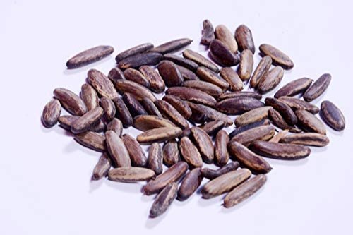 Gulmohar Seeds, Packaging Type : PP Bag